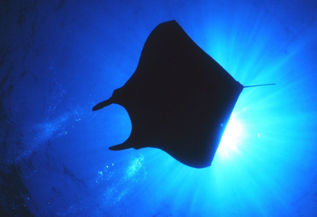 “What I Learned from a Manta Ray – or Two” Group Healing Call 12/07/16